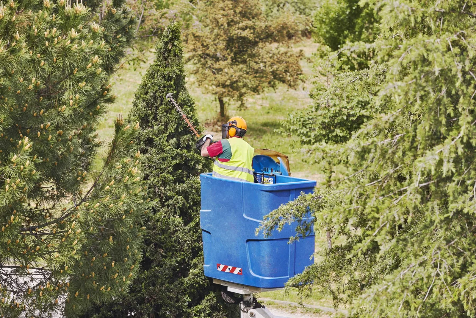 Tree Trimming
